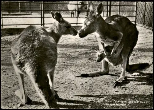 Ansichtskarte Basel Riesenkänguruhs im Zoologischen Garten Basel 1955