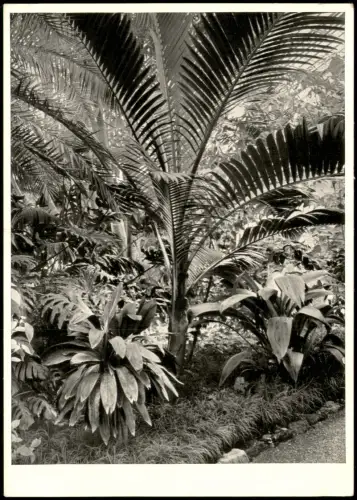 Ansichtskarte Nymphenburg-München Nikan-Palme im Palmenhaus 1950