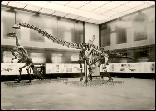 Frankfurt am Main Skelett Donnerechse Diplodocus longus Museum Senckenberg 1960
