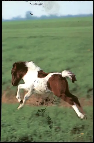 Ansichtskarte  Tiere: Junges Pferd 2000  div. Motive u.