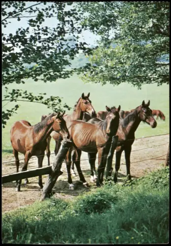 Ansichtskarte  Tiere - Pferde Hannoversche Stute 2000