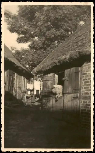 Ansichtskarte Göhren Rügen Bauernhof Schwein   Stall 1935 gel Stempel GÖHREN