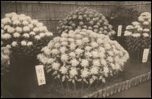 Postcard Japan Japan Nippon 日本 Blumen Ausstellung 1920