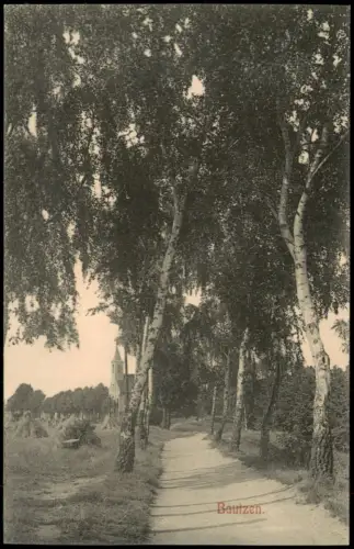 Ansichtskarte Bautzen Budyšin Birkenalle bei der Kirche 1908
