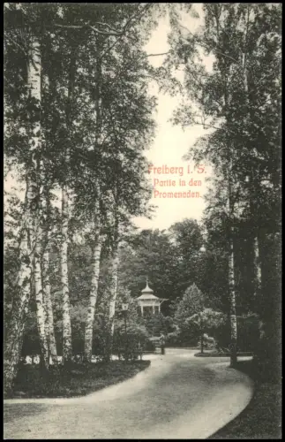 Ansichtskarte Freiberg (Sachsen) Promenaden. Birken und Pavillon 1908