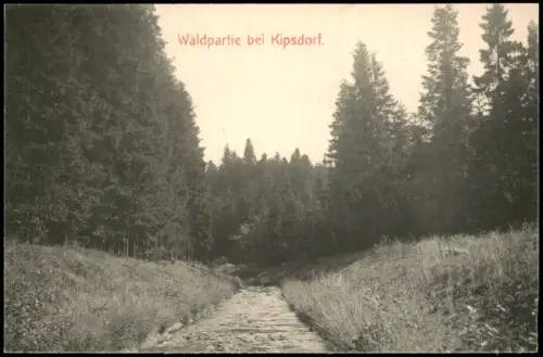 Ansichtskarte Kipsdorf-Altenberg (Erzgebirge) Waldpartie 1909