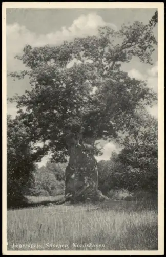 Postcard Norwegen Norge Jægerspris Snoegen Nordskoven, Baum Tree 1920