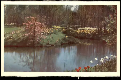 Postkaart Lisse Blumen KEUKENHOF LISSE-HOLLAND 1960