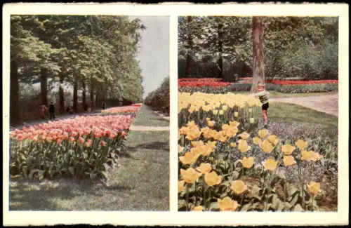 Postkaart Lisse Blumen Tulpen 2-Bild-AK KEUKENHOF LISSE-HOLLAND 1960