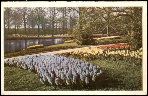 Postkaart Lisse Blumen Landschaft am KEUKENHOF LISSE-HOLLAND 1960