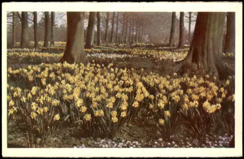Postkaart Lisse Ortsansicht Blumenfeld KEUKENHOF LISSE-HOLLAND 1960