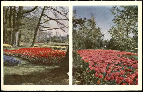 Lisse 2-Bild-Karte Blumenfelder des KEUKENHOF LISSE-HOLLAND 1960
