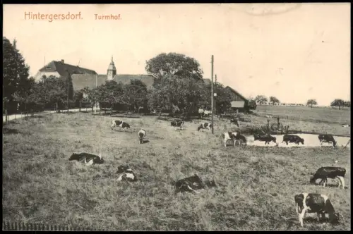 Ansichtskarte Hintergersdorf-Tharandt Turmhof. Kühe 1912