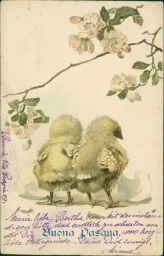 Ostern Easter Buona Pasana Küken unter Blütenzweig 1913 Prägekarte