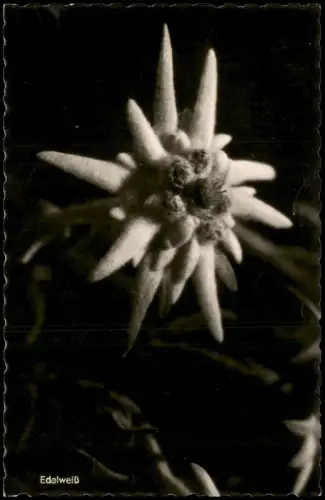 Ansichtskarte Bad Hindelang Edelweiß-Blüte (Nahaufnahme) 1955