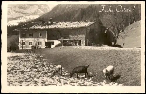 Ansichtskarte  Alpenländisches Bauernhaus mit weidenden Ziegen 1963