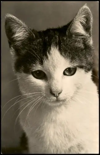 Ansichtskarte  Katzenporträt, Bild & Heimat 1965