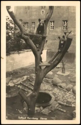 Bernburg (Saale) Bären im Bärengraben, Solbad Bernburg 1947 Privatfoto