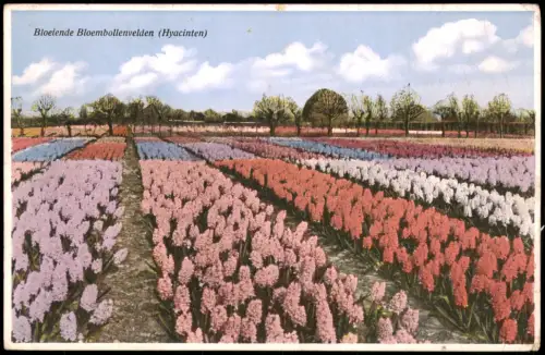 Postkaart Haarlem Blühende Hyazinthenfelder 1920