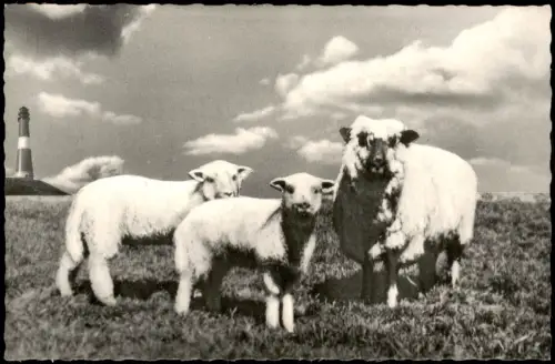 Hörnum (Sylt) Hörnem (Hørnum) Schafe am Watt mit Leuchtturm 1960