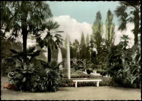 Ansichtskarte Bad Pyrmont Palmengarten Palmem Palm Tree 1960