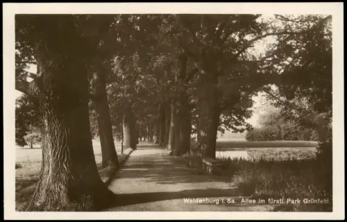 Ansichtskarte Waldenburg (Sachsen) Allee im fürstl. Park Grünfeld. 1928