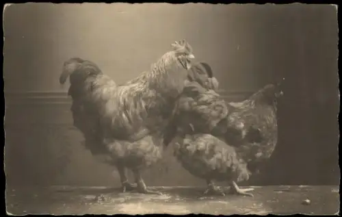Foto  Porträt von zwei Hühnern im Atelier 1920 Privatfoto