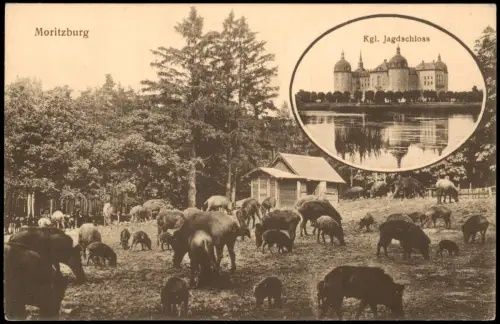 Ansichtskarte Moritzburg Wildgehege und Königliches Jagdschloss 1915