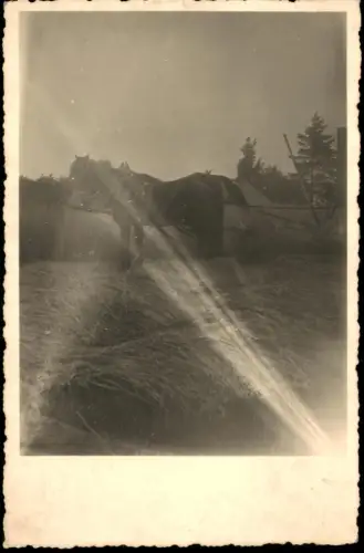 Foto  Pferdegespann bei der Feldarbeit 1944 Privatfoto
