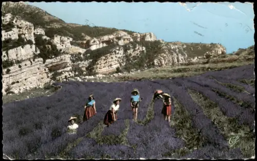 COTE D' AZUR (Region & Landschaften) Lavendelernte an der Côte d'Azur 1954