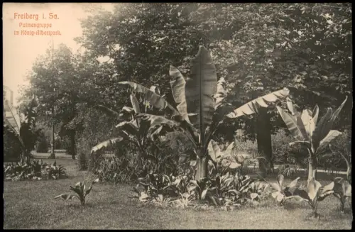 Ansichtskarte Freiberg (Sachsen) Palmengruppeim König-Albertpark. 1912