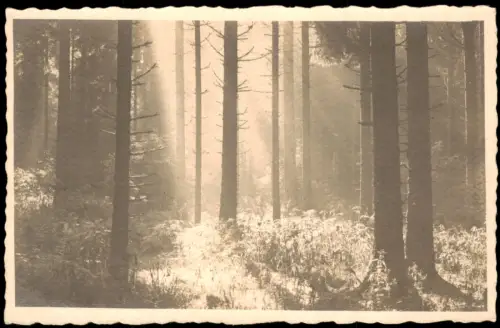 Ansichtskarte Eisenach Lichtdurchfluteter Nadelwald 1940