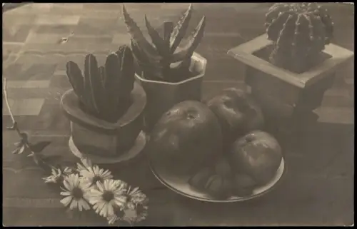 Foto  Stillleben mit Kakteen, Äpfeln und Blumen 1930 Privatfoto