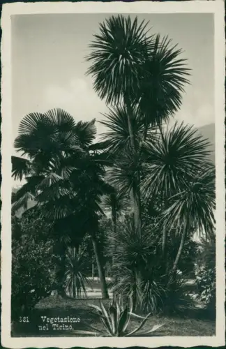 Ansichtskarte Ascona Vegetazione nel Ticino. Fotokarte 1929