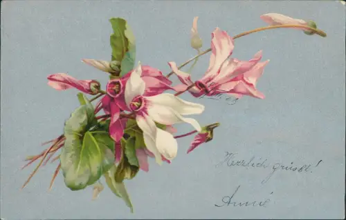 Botanik :: Blumen Alpenveilchen - Künstlerkarte 1903 Silber-Effekt