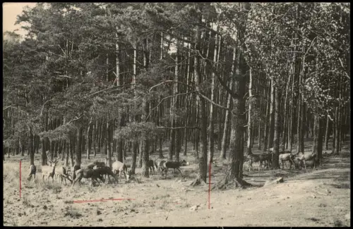 Ansichtskarte Moritzburg Rotwild bei der Fütterung. 1912