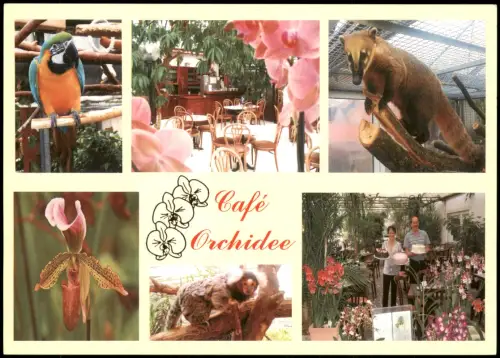 Birkenau im Odenwald Café Orchidee Ortsstraße (Mehrbildkarte mit Tieren) 2000