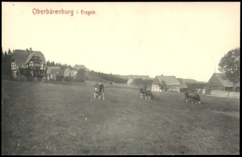 Ansichtskarte Oberbärenburg-Altenberg (Erzgebirge) Ortspartie Kühe 1912