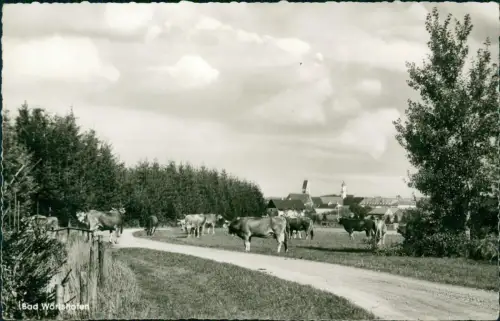 Ansichtskarte Bad Wörishofen Kühe auf Feldweg vor der Stadt 1963