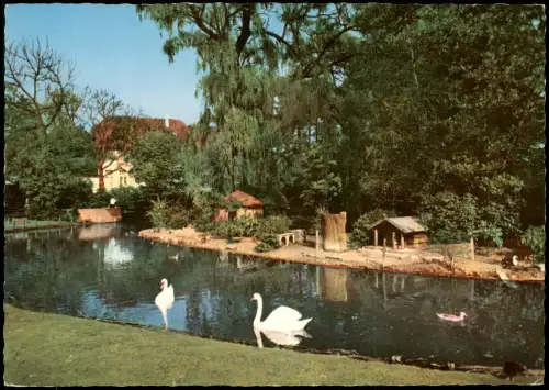 Ansichtskarte Cloppenburg Stadtpark Teich mit Schwänen 1965