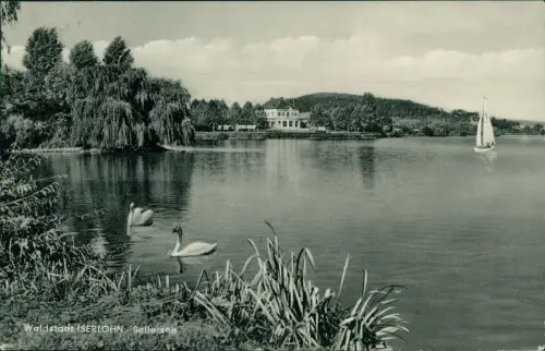 Ansichtskarte Iserlohn Sellesee - Schwäne 1964