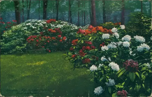 Seevorstadt-Ost/Großer Garten-Dresden Großer Garten. Rhododendronhain 1912