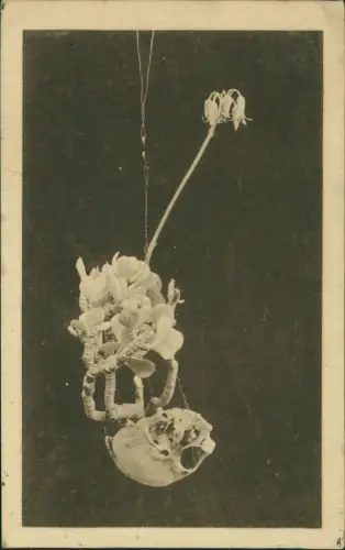 Dahlem-Berlin Botanischer Garten Blühendes Cotyledon orbiculaba 1926