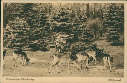 Ansichtskarte Grafenberg-Düsseldorf Wildpark Tierpark Rehe 1930