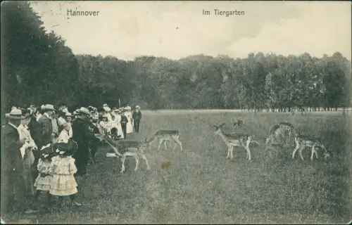 Ansichtskarte Hannover Tiergarten Rehe feine Herrschaften 1907