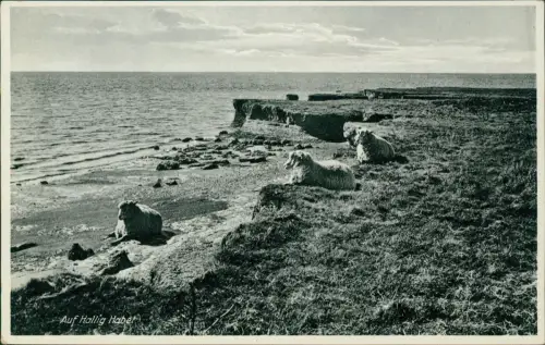 Ansichtskarte Hallig Habel-Gröde Schafe am Strand 1936