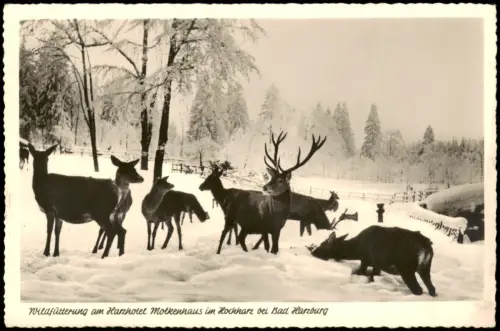 Ansichtskarte Bad Harzburg Wildfütterung am Harzhotel Molkenhaus 1955