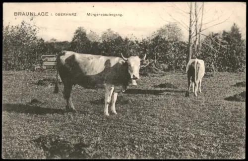 Ansichtskarte Braunlage Kühe auf der Weide (Morgenspaziergang) 1911