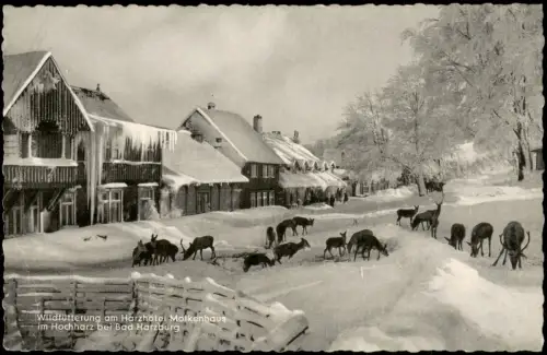 Ansichtskarte Bad Harzburg Wildfütterung am Harzhotel Molkenhaus 1960