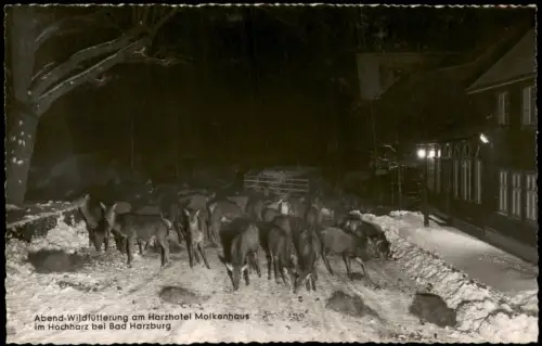 Ansichtskarte Bad Harzburg Abend-Wildfütterung am Harzhotel Molkenhaus 1955